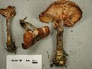 Armillaria solidipes image