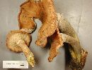 Armillaria solidipes image