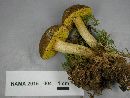 Aureoboletus innixus image