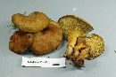 Boletinellus merulioides image