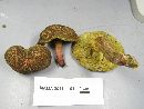 Boletus chrysenteron image
