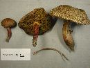 Boletus chrysenteron image
