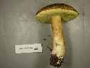 Boletus fibrillosus image