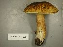 Boletus fibrillosus image