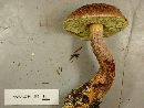 Boletellus mirabilis image