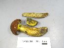 Boletus oliveisporus image