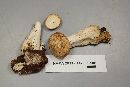 Boletus pallidus image