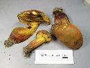 Boletus pseudosensibilis image