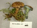 Boletus pulverulentus image