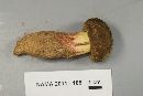 Boletus roseipes image