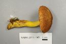 Boletus roxanae image