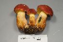 Boletus sensibilis image