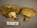 Boletus smithii image