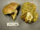 Boletus smithii image