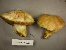 Boletus smithii image