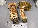 Boletus subcaerulescens image