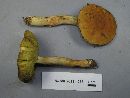 Boletus subglabripes image