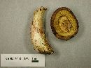Boletus subtomentosus image