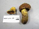 Boletus vermiculosoides image