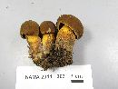 Boletus vermiculosus image