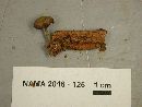 Callistosporium purpureomarginatum image
