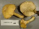 Cantharellus formosus image