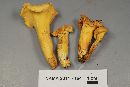 Cantharellus lateritius image