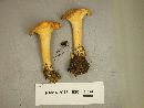 Cantharellus lateritius image