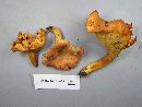 Cantharellus persicinus image