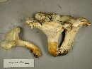 Cantharellus subalbidus image