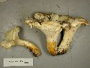 Cantharellus subalbidus image