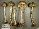 Chlorophyllum olivieri image