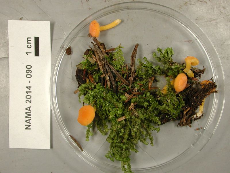 Chrysomphalina aurantiaca image