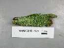 Cladonia coniocraea image