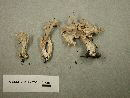 Clavulina coralloides image