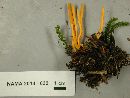 Clavulinopsis laeticolor image