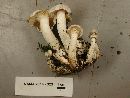 Leucocybe connata image