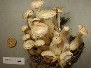 Leucocybe connata image