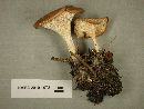 Clitocybe gibba image