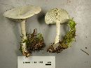 Clitocybe odora image