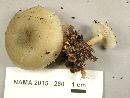 Clitocybe odora image