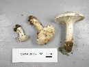 Clitopilus prunulus image