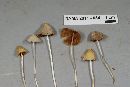 Conocybe apala image