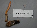 Cordyceps militaris image