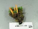 Cordyceps militaris image