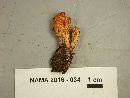 Cordyceps militaris image