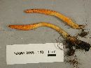 Cordyceps militaris image