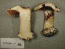 Image of Cortinarius caesiostramineus