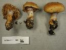 Cortinarius calochrous image