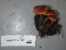 Cortinarius miniatopus image